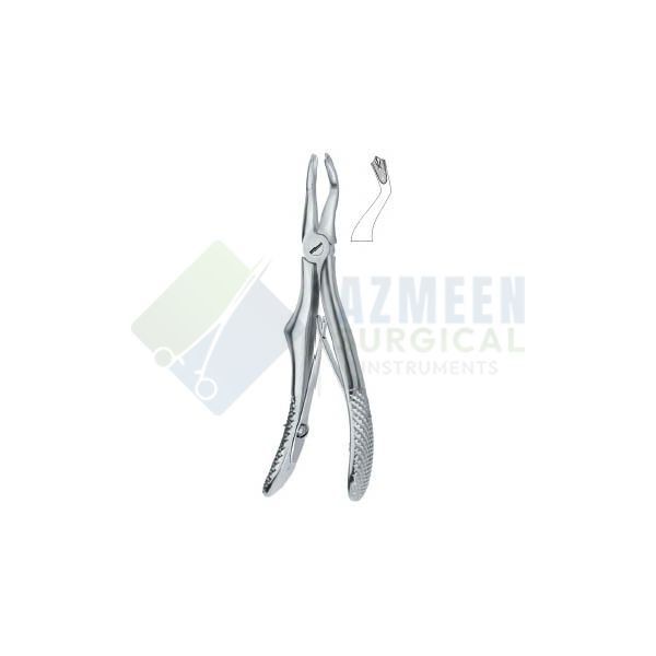 Molars 3